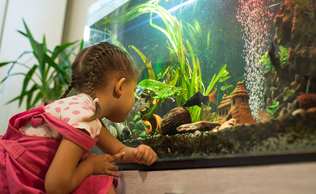 Que mettre au sol d'un aquarium d'eau douce ?