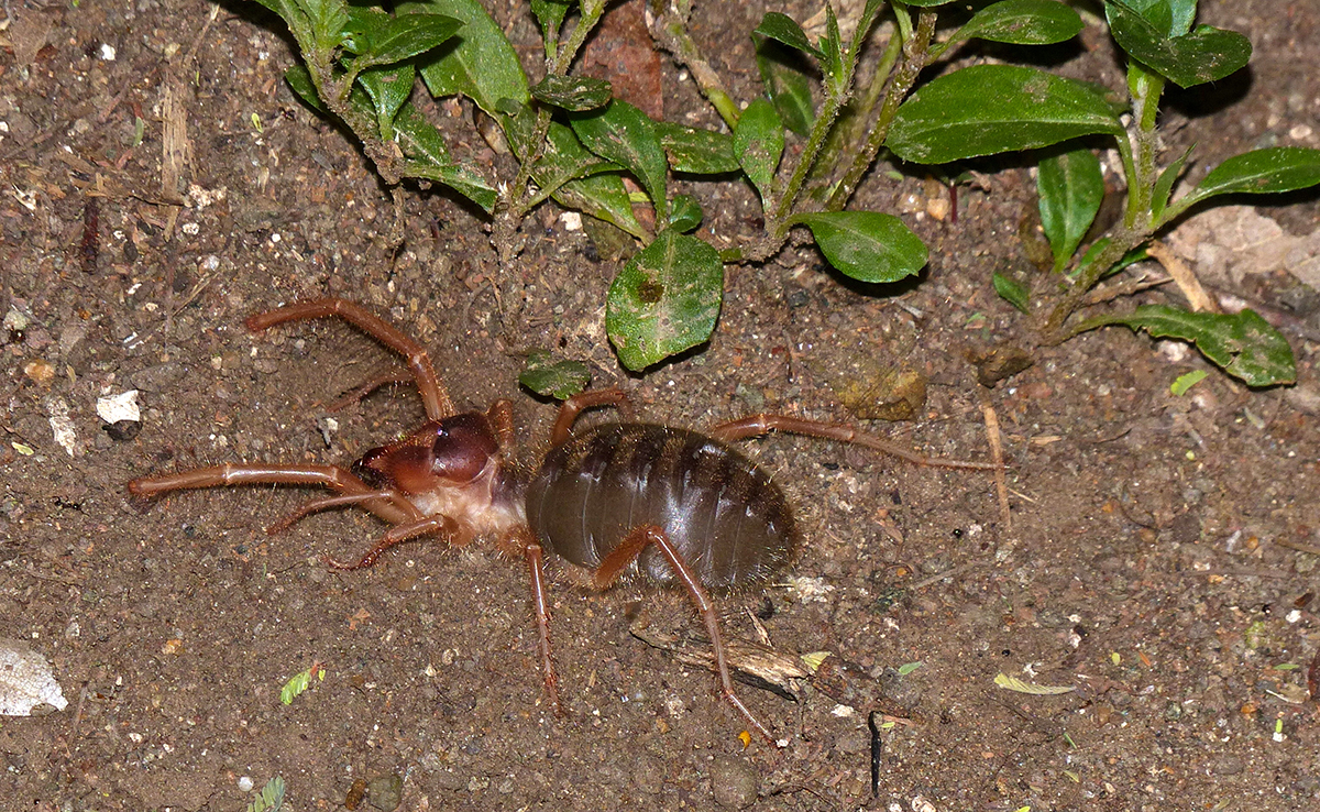 Solifuge, araignée tropicale aux nombreuses espèces !