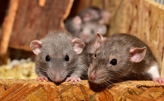 Quelles sont les maladies courantes d'une souris de compagnie ?