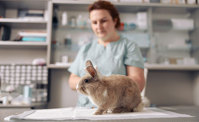 Faut-il stériliser son lapin ?