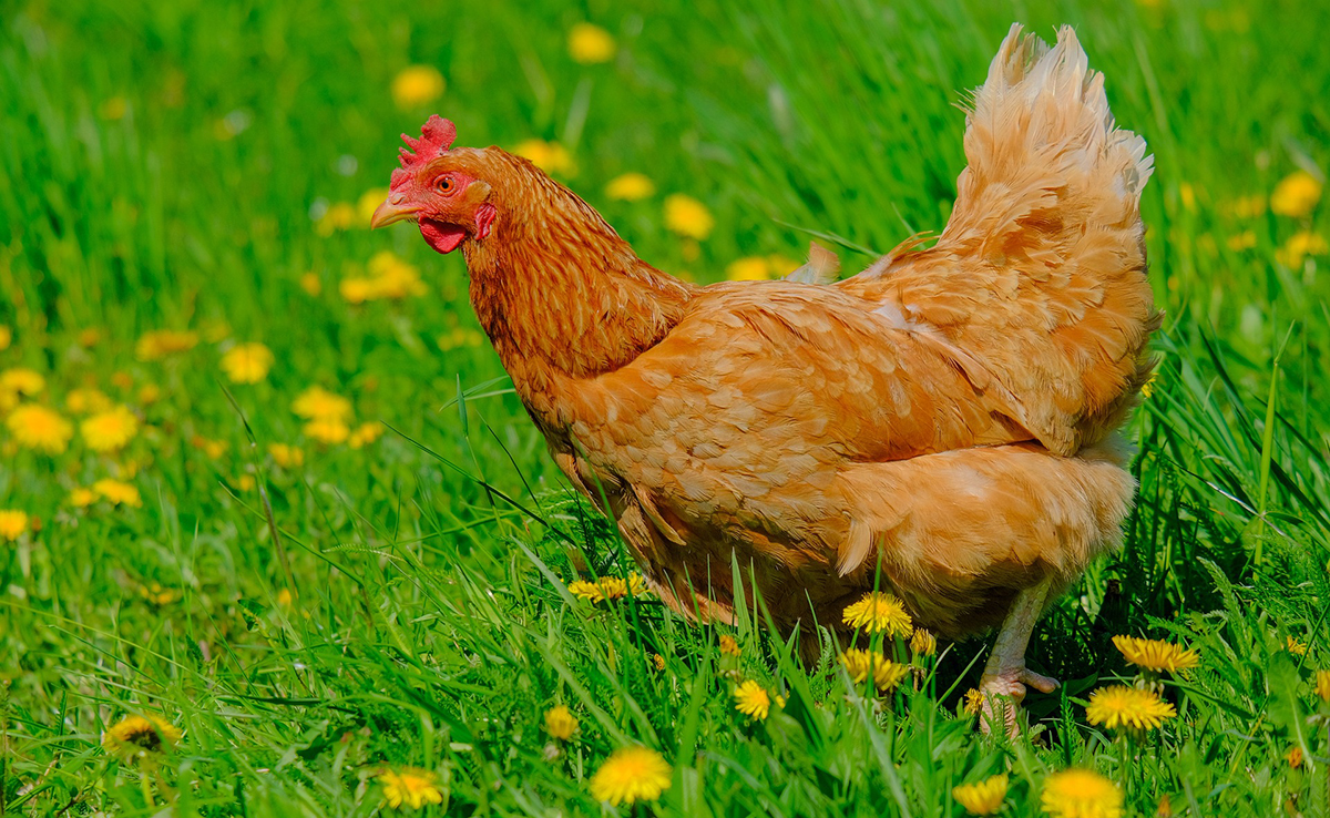 Stress chez la poule : causes, symptômes et solutions