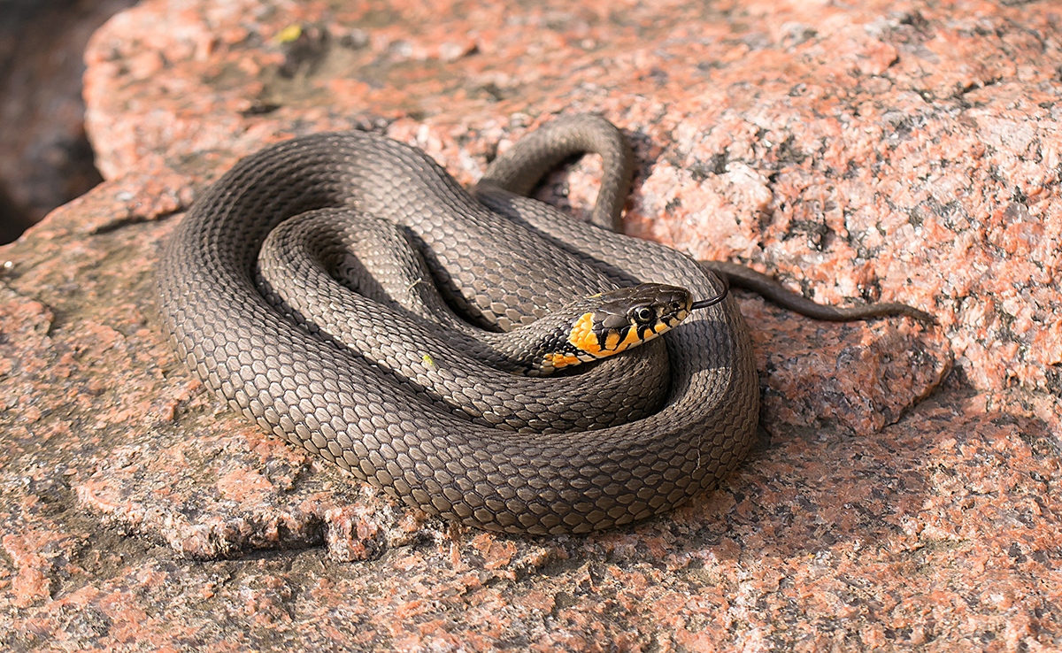 Pourquoi le symbole du serpent est si important dans de nombreuses cultures ?