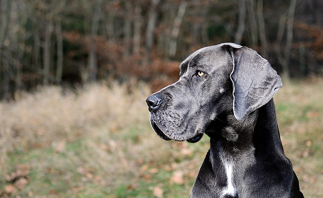 Le tarif de l'assurance varie-t-il suivant la race de son animal (chien/chat) ?