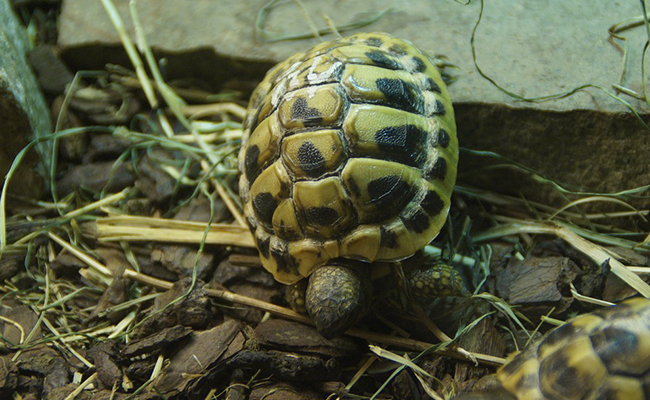 Comment fabriquer un terrarium pour sa tortue ?