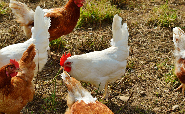 La terre de diatomée pour traiter les poux des poules : explication, utilisation