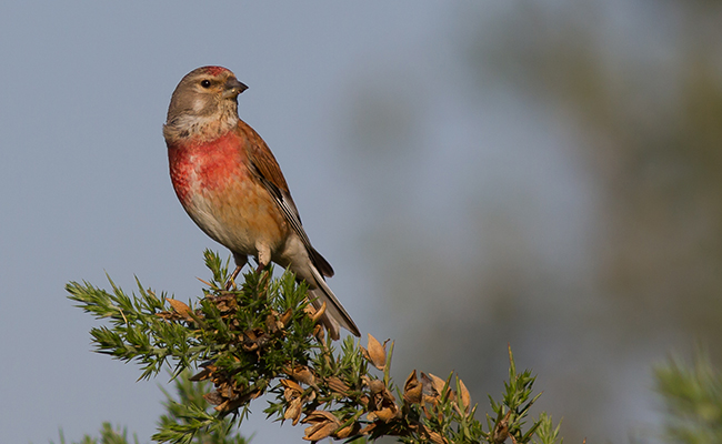 Tête de linotte : que veut dire cette expression ?