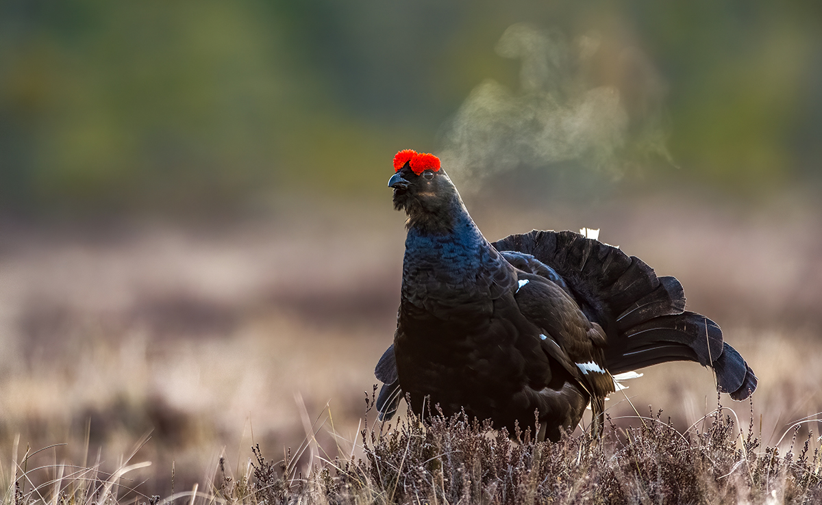 Tétras-lyre ou petit coq de bruyère, oiseau sédentaire menacé !