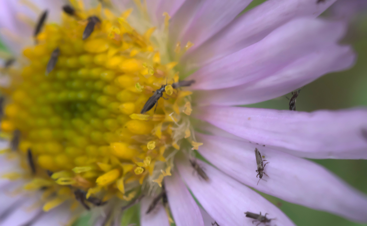 Comment se débarrasser des bêtes d'orage ou thrips ? La meilleure solution !