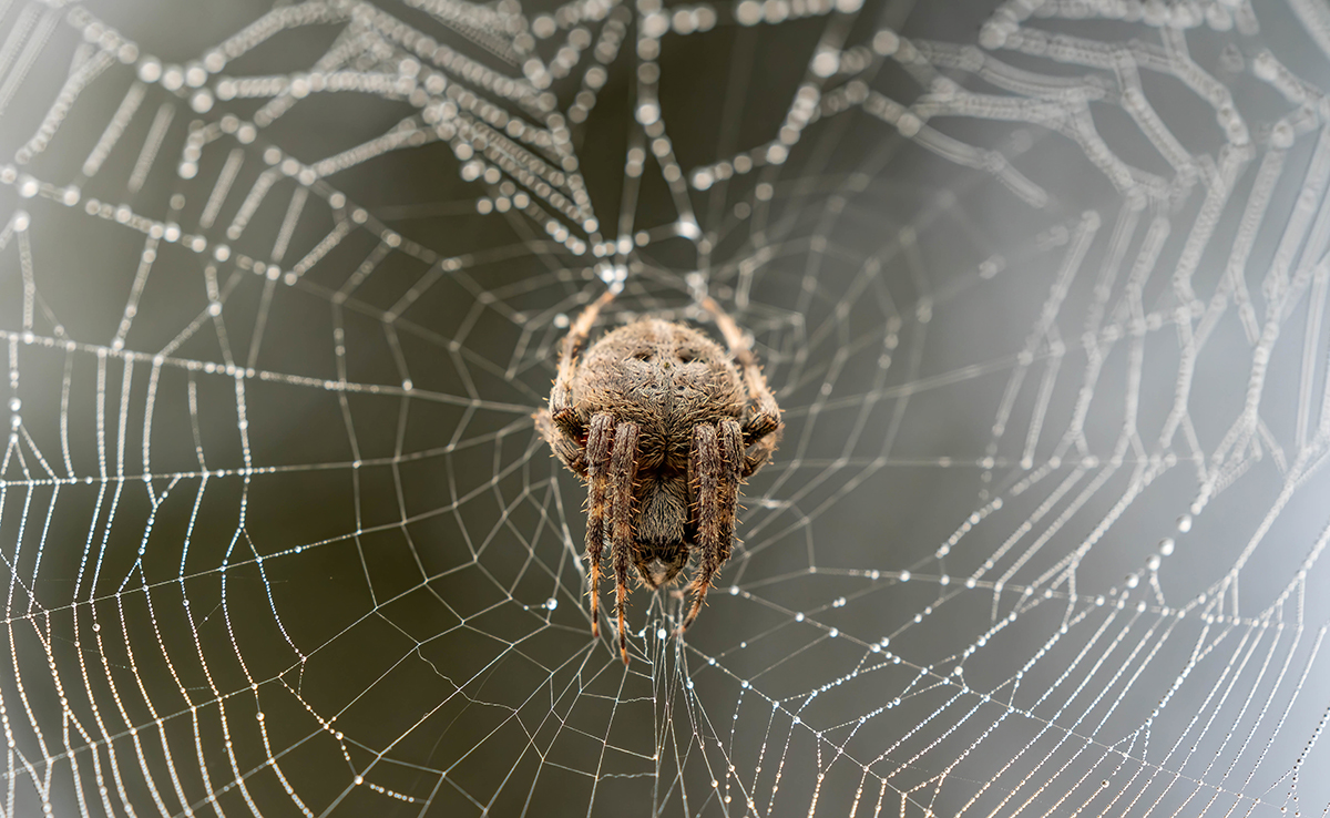 Toutes les araignées tissent-elles des toiles ?