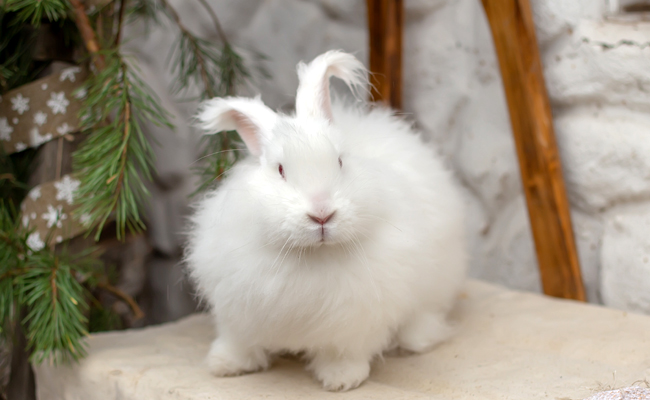 Comment brosser et toiletter un lapin angora ?