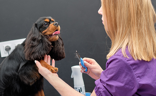 Comment devenir toiletteur pour animaux de compagnie ? Fiche métier, formation, salaire…