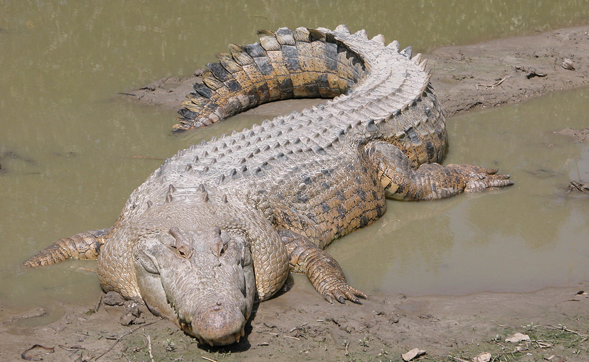 Top 10 des animaux à la morsure la plus puissante !