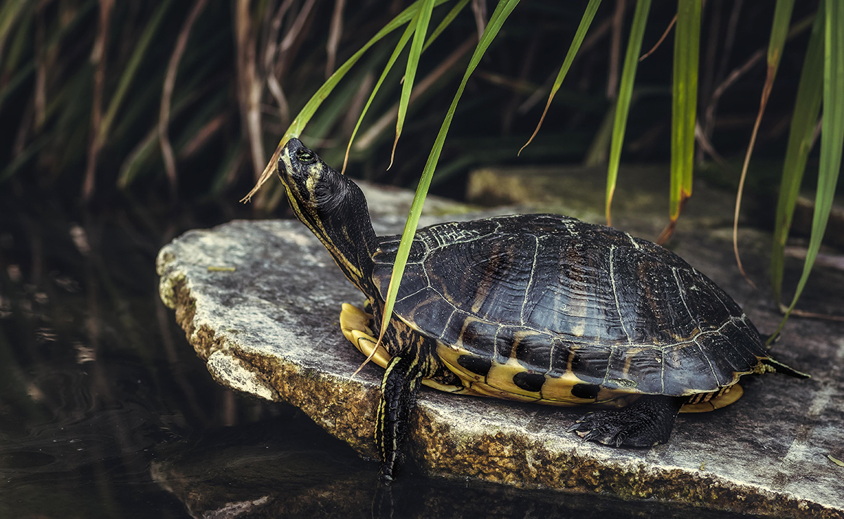 Quelles différences entre une tortue aquatique et une tortue terrestre ?