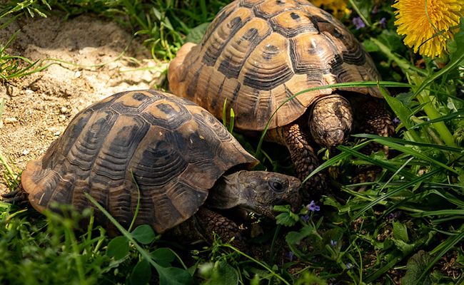 Combien coûte une tortue ? Quel budget d'entretien prévoir ?