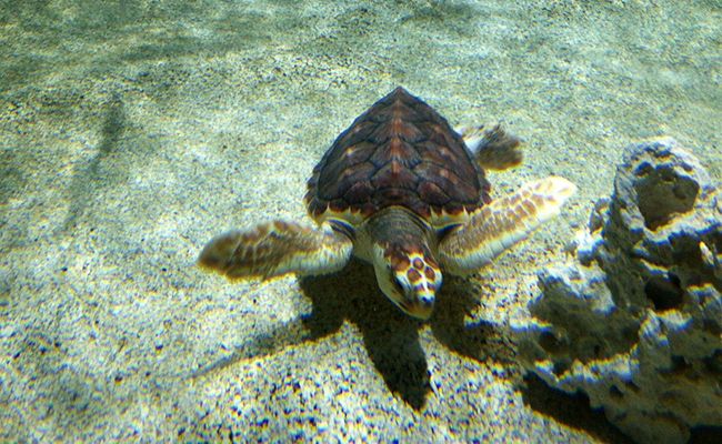 Tortue Caouanne : tortue de mer présente dans tous les océans