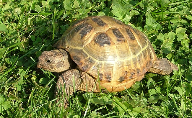 Tortue des steppes : qui est-elle ? Comment en prendre soin ?