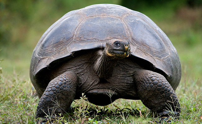 La tortue géante des Galapagos, tortue terrestre emblématique