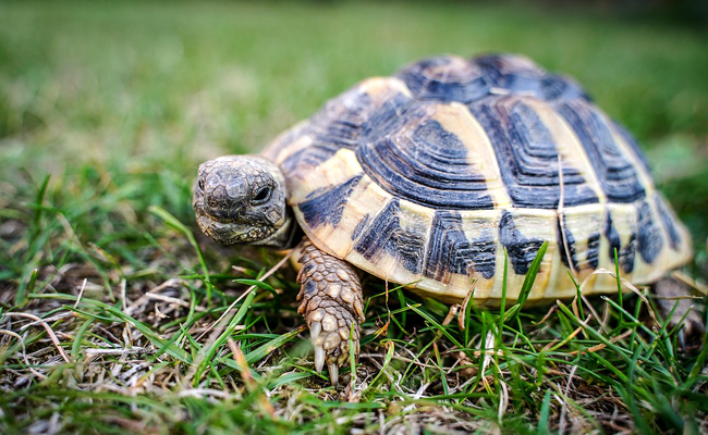 Tortue grecque : qui est-elle ? Comment l’élever ?