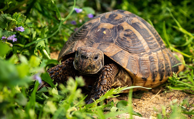 Élever une tortue d'Hermann : conseils et bonnes pratiques