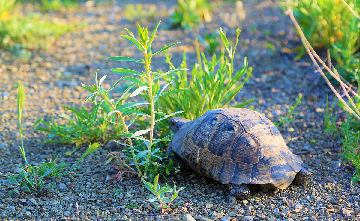 Ma tortue ne veut plus manger : pourquoi ? Que faire ?