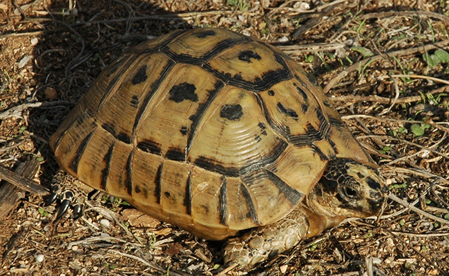 Tortue Mauresque de Tunisie : qui est-elle ? Ou vit-elle ?