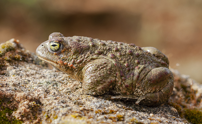 Toucher un crapaud donne des boutons : vrai ou faux ?