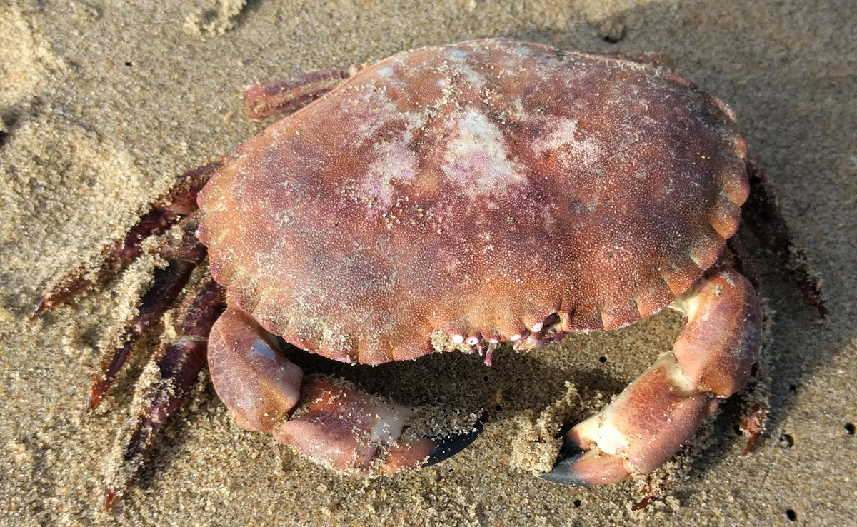 Tourteau ou crabe dormeur : qui est-il ? Comment vit-il ?