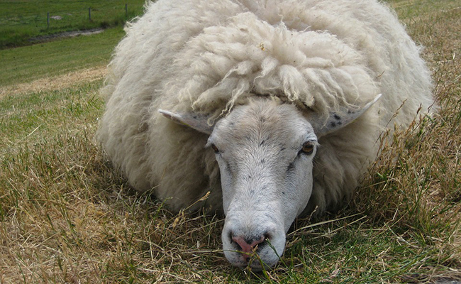 Tremblante du mouton : symptômes, causes, traitement et prévention