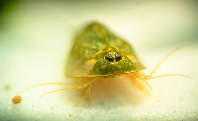 Triops, petits crustacés d'eau douce : Qui sont-ils ? Comment les élever ?