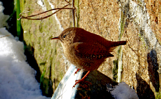 Troglodyte mignon, petit oiseau brunâtre