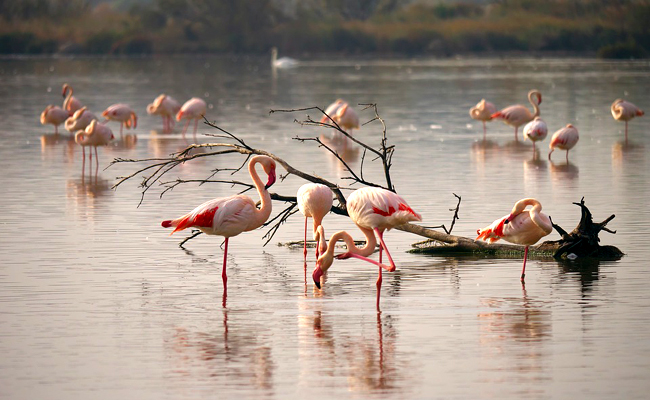 L’Union Internationale pour la Protection de la Nature (UIPN) est une Organisation Non Gouvernementale (ONG). On la connaît aujourd’hui sous le nom d’Union Internationale pour la Conservation de la Nature ou UICN, car elle est autant impliquée dans la protection que dans la conservation des biodiversités au niveau planétaire.