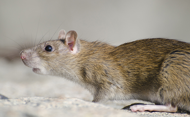 Les rats des villes ont-ils une quelconque utilité ?