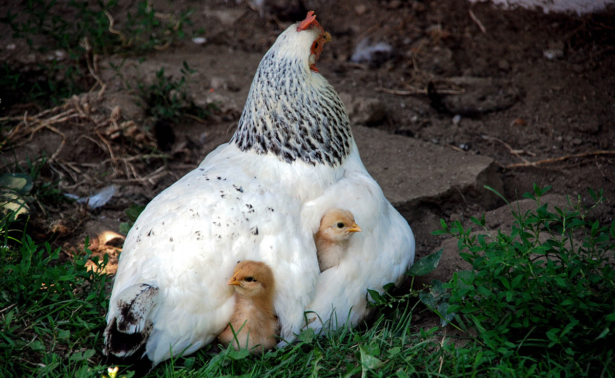 Quelles vaccinations pour mes poules et mes poussins ?