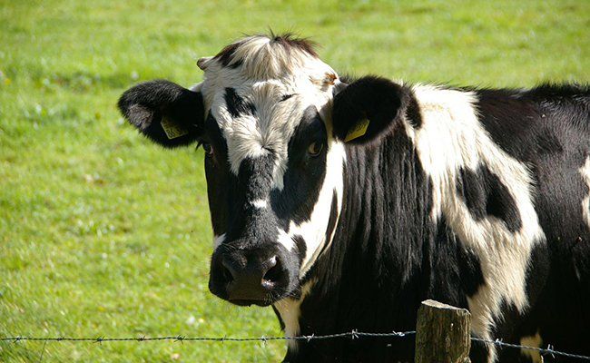 Manger de la vache enragée : explications