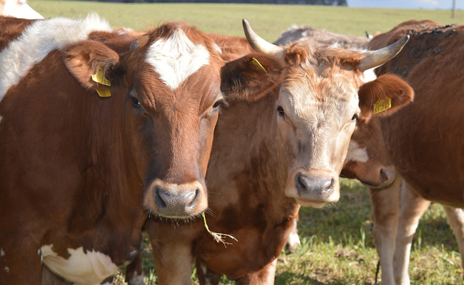 les vaches à la ferme