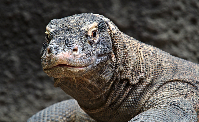 Le varan, le plus gros des lézards avec le varan de Komodo