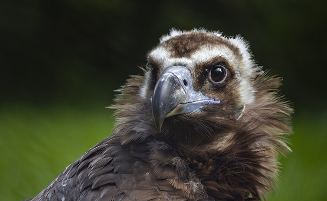 Le vautour moine, un rapace charognard