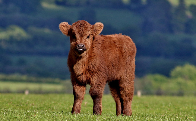 Le veau, le petit de la vache et du taureau