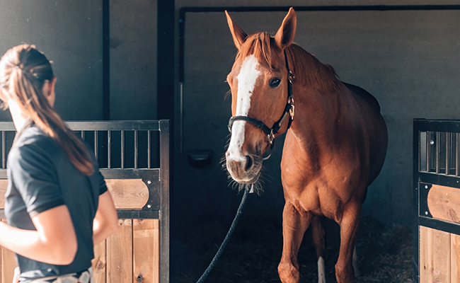 Vermifuger le cheval : pourquoi, quand, comment ?