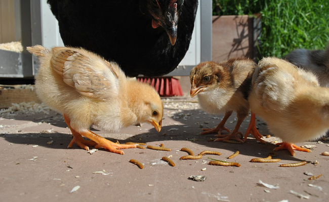 Comment élever des vers de farine pour nourrir ses poules ?