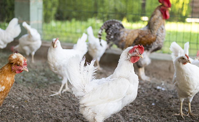 Le vinaigre pour entretenir son poulailler : 3 utilisations possibles