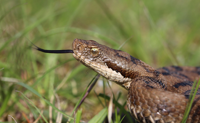 La vipère aspic, serpent venimeux présent sur tout le territoire