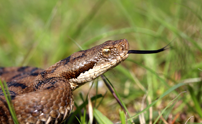 La vipère, serpent venimeux très commun dans nos campagnes