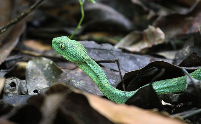 Vipère des buissons (Atheris chlorechis)