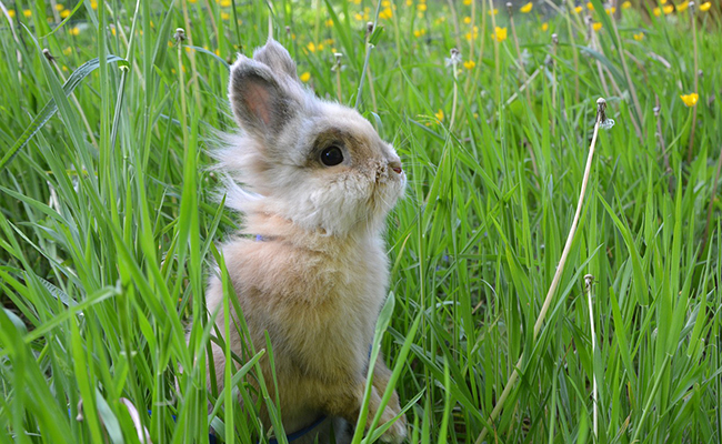 Le lapin a une vision à 360 degrés : vrai ou faux ?