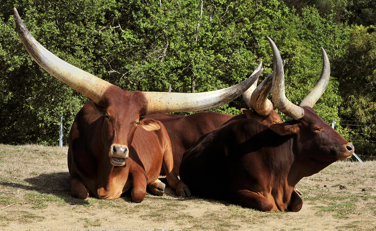 Watusi, bovin domestique aux énormes cornes !