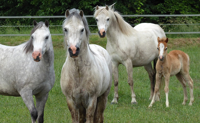 Le Welsh : tout savoir sur cette race de poney